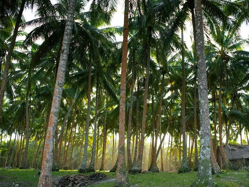 Palm forest in Siargao