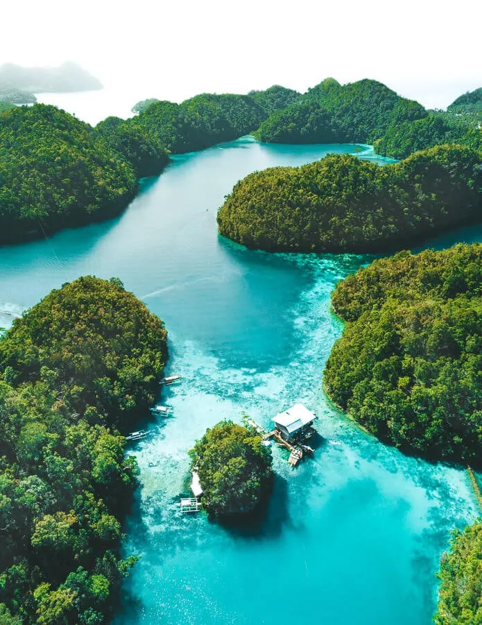 Palm forest in Siargao